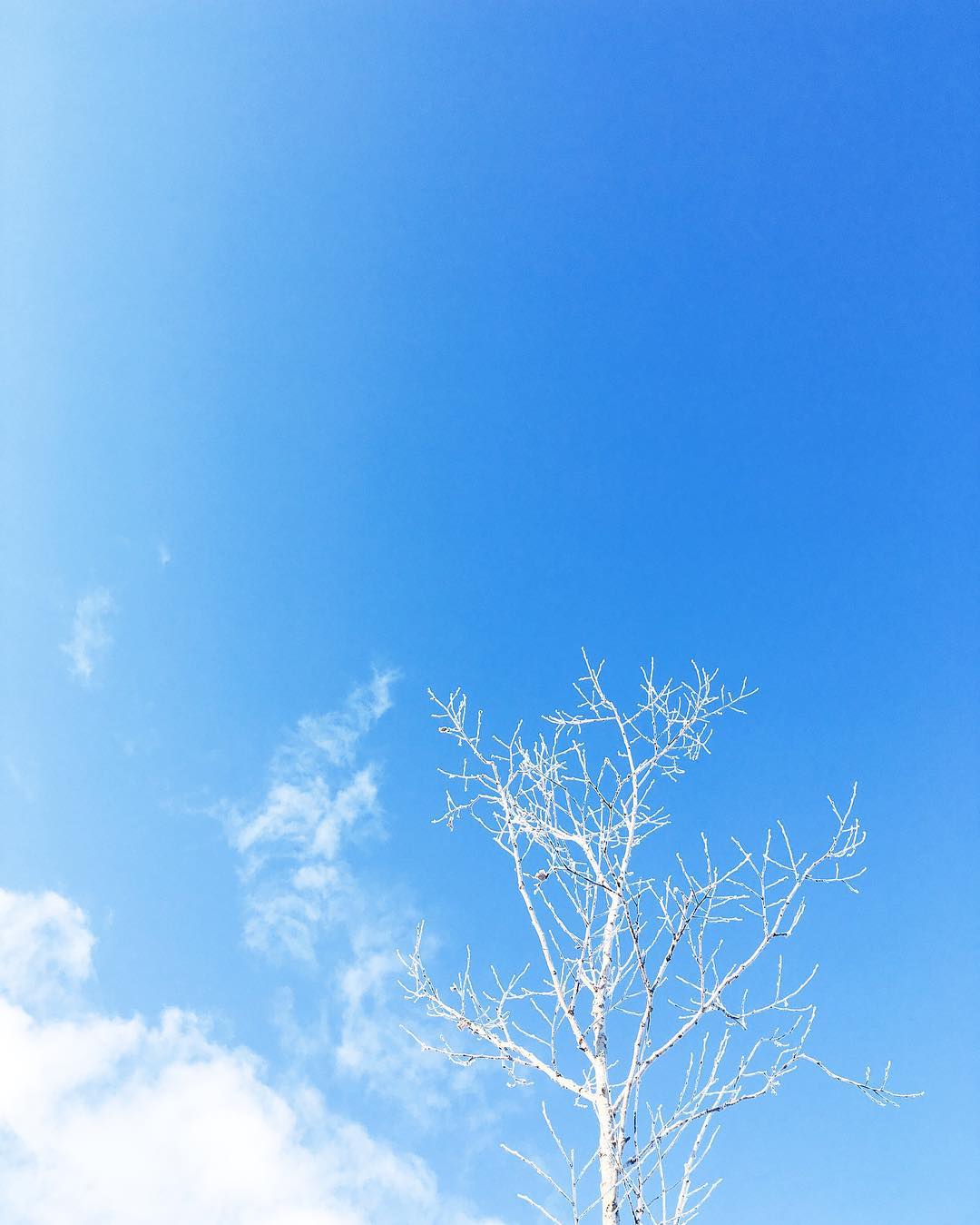 a.m.8:08 さすが大寒という感じの樹氷（この時−9℃） #iphonephotography #vscocam #landscape #kao_ombetsu #sorapetitcc #iphonese #reco_ig #tree #白樺 #frost