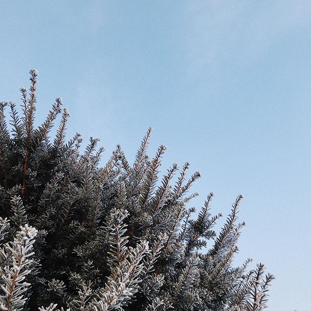a.m.8:08 * ** #霜 #morning #morningfrost #iphone7 #vscocam #frost #sorapetitcc #igersjp #reco_ig #landscape #風景写真 #kao_ombetsu