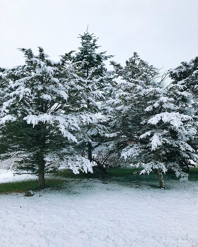 おはよう。こちらは雪です。 ＊ ＊＊ #iphone7 #vscocam #sorapetitcc #igersjp #reco_ig #landscape #風景写真 #kao_ombetsu #snow #tree